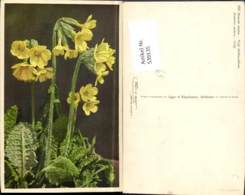 539135,Blume Blumen Oxlip Wald Schlüsselblume