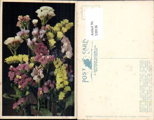 539136,Blume Blumen Limonium Sinuatum