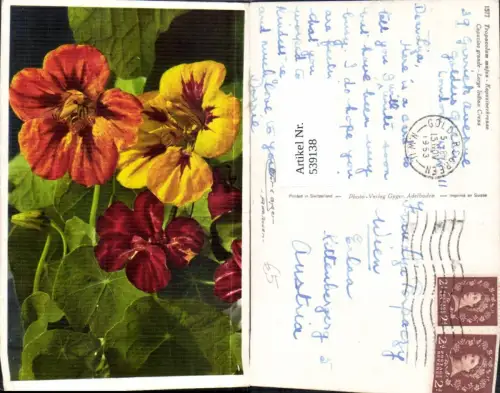 539138,Blume Blumen Kapuzinerkresse