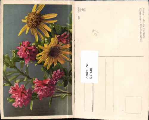 539140,Blume Blumen Alpenrose Rose Arnica