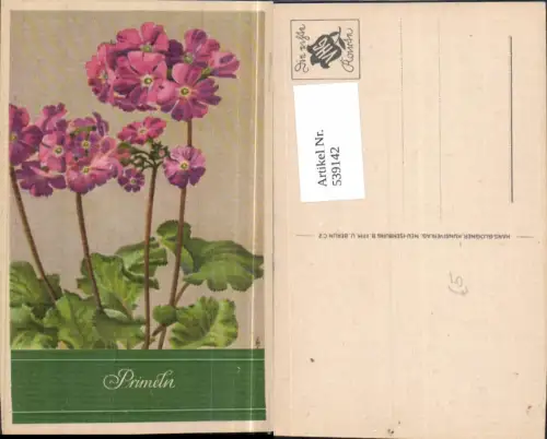 539142,Blume Blumen Primeln pub Hans Glogner Neu Isenburg