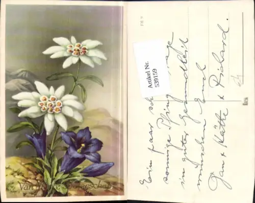 539159,Blume Blumen Edelweiss