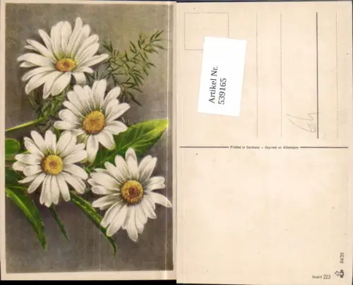 539165,Blume Blumen Margueriten