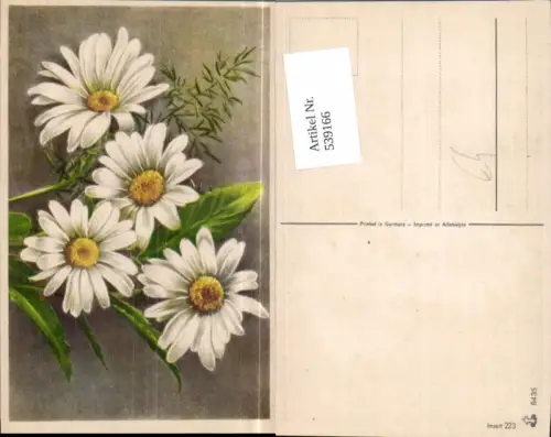 539166,Blume Blumen Margueriten