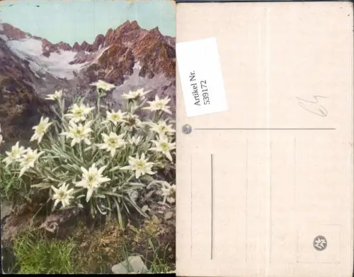539172,Blume Blumen Edelweiss