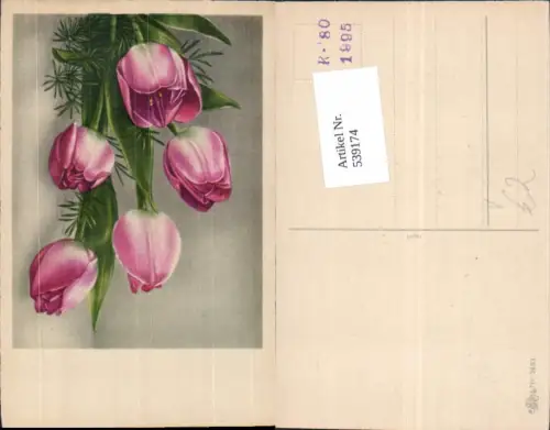 539174,Blume Blumen Tulpen pub Erika 3451