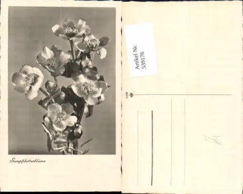 539176,Blume Blumen Sumpfdotterblume