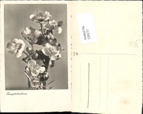 539177,Blume Blumen Sumpfdotterblume