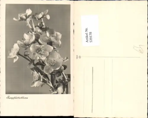 539178,Blume Blumen Sumpfdotterblume