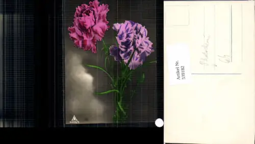 539182,Blume Blumen pub Photochemie Berlin 6004-5