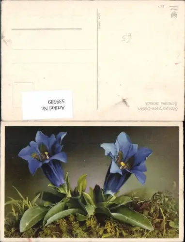 539589,Blumen Blume Stengelloser Enzian