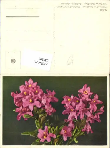 539593,Blumen Blume Rostblättrige Alpenrose Rose