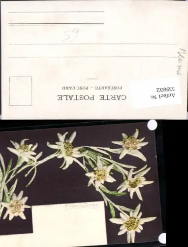539602,tolle AK Blumen Blume Edelweiss