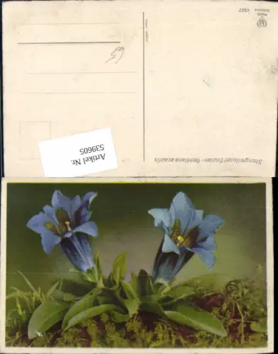 539605,Blumen Blume Enzian