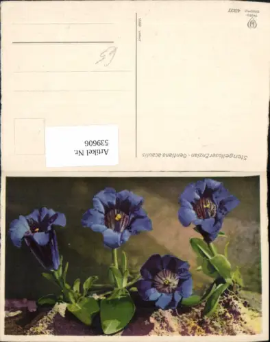 539606,Blumen Blume Enzian