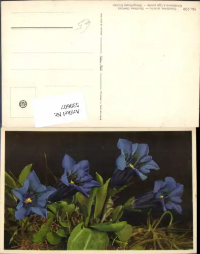 539607,Blumen Blume Enzian