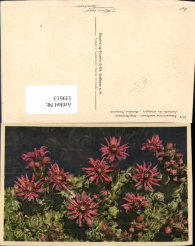 539613,Blumen Blume Berg Hauswurz