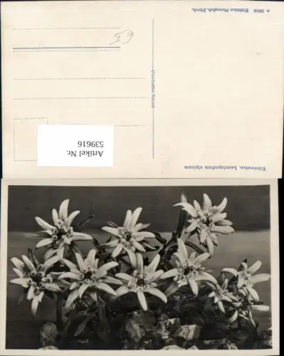 539616,Blumen Blume Edelweiss