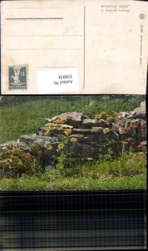 559934,Blumen Jakobs Kreuzkraut Felsen Gestein