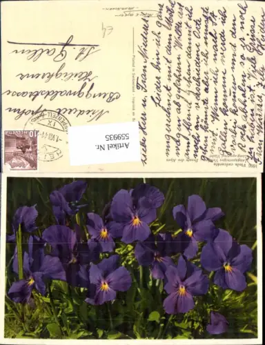 559935,Blumen Viola calcarata Langsporn-Veilchen