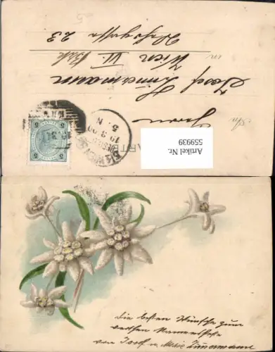559939,Edelweiß Alpen-Edelweiß Blumen
