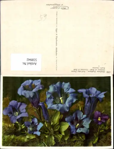 559942,Blumen Gentiana Kochiana Kochscher Enzian
