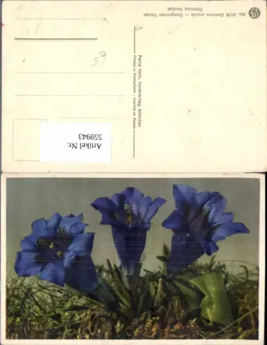 559943,Blumen Gentiana acaulis Stengelloser Enzian