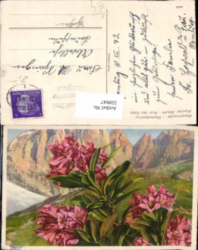 559947,Künstler Ak Blumen Alpenrose Rhododendron Alpine Rose Bergkulisse