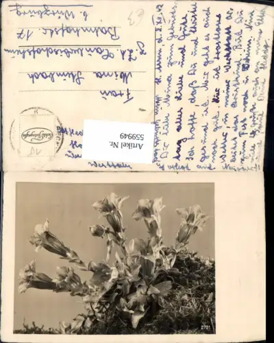 559949,Foto Ak Enzian m. Moos Blumen