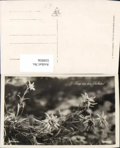 559956,Foto Ak Edelweiß Stubaital Blumen