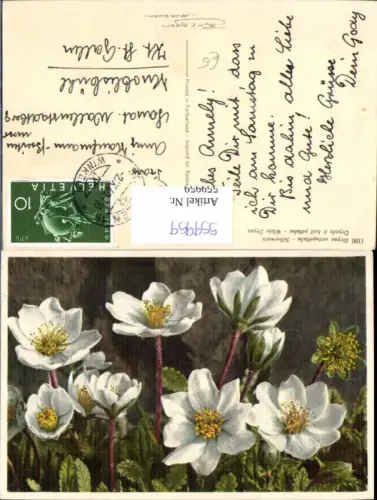 559959,Blumen Silberwurz White Dryas