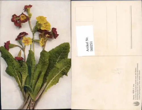 560251,Primel Blüte Blätter Blumen