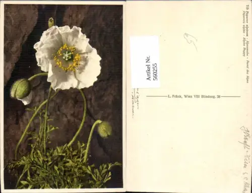 560255,Alpenmohn Blumen