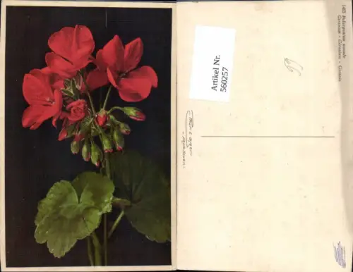 560257,Geranium Blumen