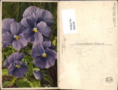 560258,Stiefmütterchen Blumen