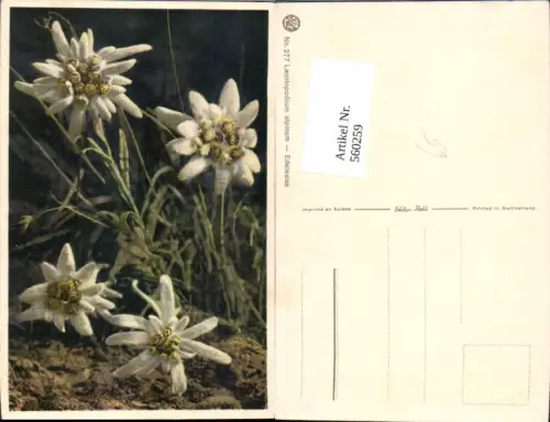 560259,Edelweiß Blumen