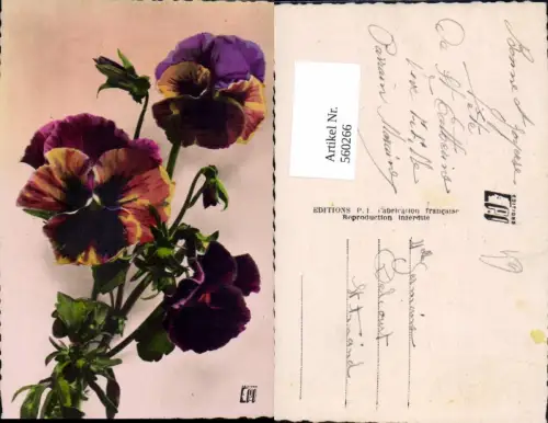 560266,Stiefmütterchen Blumen