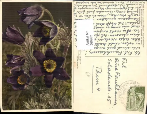 560267,Berg-Küchenschelle Blumen
