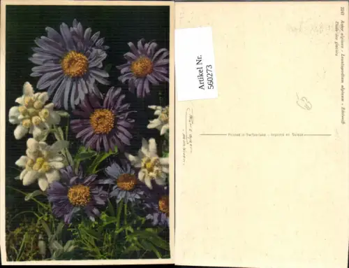 560273,Edelweiß Violette Blumen