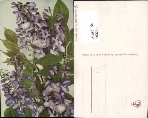 560275,Künstler Ak Blauregen Kletterpflanze Blumen