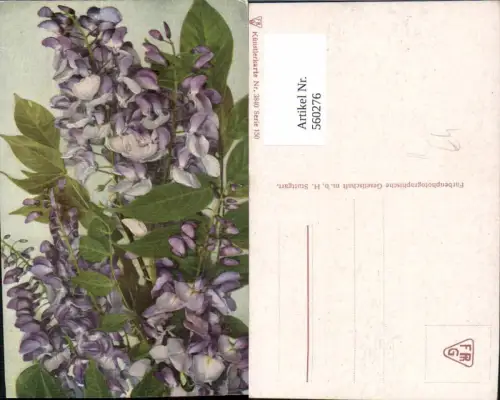 560276,Künstler Ak Blauregen Kletterpflanze Blumen