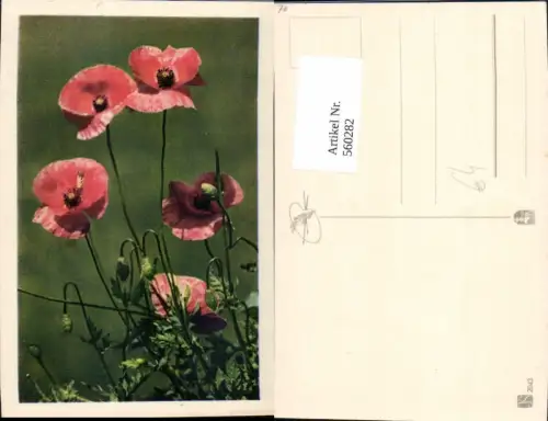 560282,Klatschmohn Mohnblume Rot Blumen