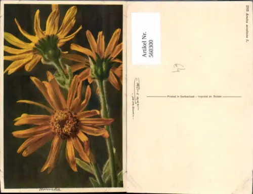 560300,Arnica montana L. Arnika Blumen