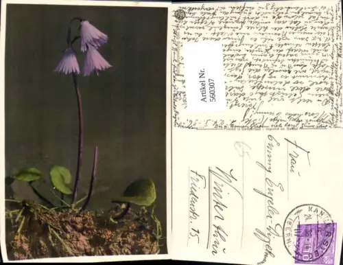 560307,Soldanella alpina Blumen Alpen-Soldanelle