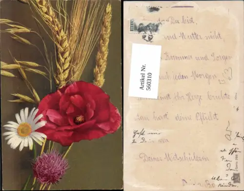 560310,Klatschmohn Mohnblume Margerite Klee Kleeblüte Getreideähre Blumen