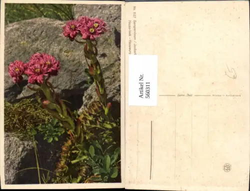560311,Hauswurz Blumen Felsen Alpingarten