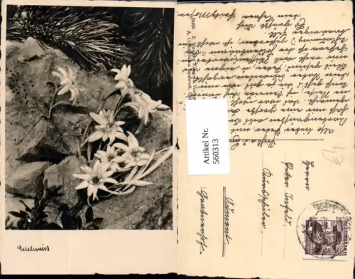 560313,Edelweiß Felsen Stein Kiefernzweig Blumen
