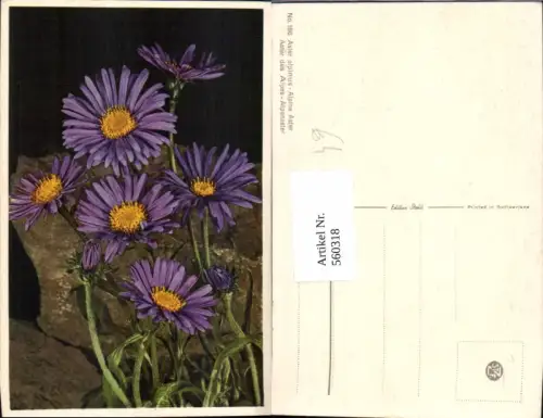 560318,Alpenaster Blumen