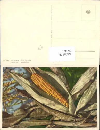 560321,Maiskolben Gemüse Frucht