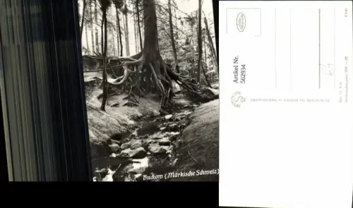 562934,Foto Ak Buckow Märkische Schweiz Wurzelfichte Bäume Baum